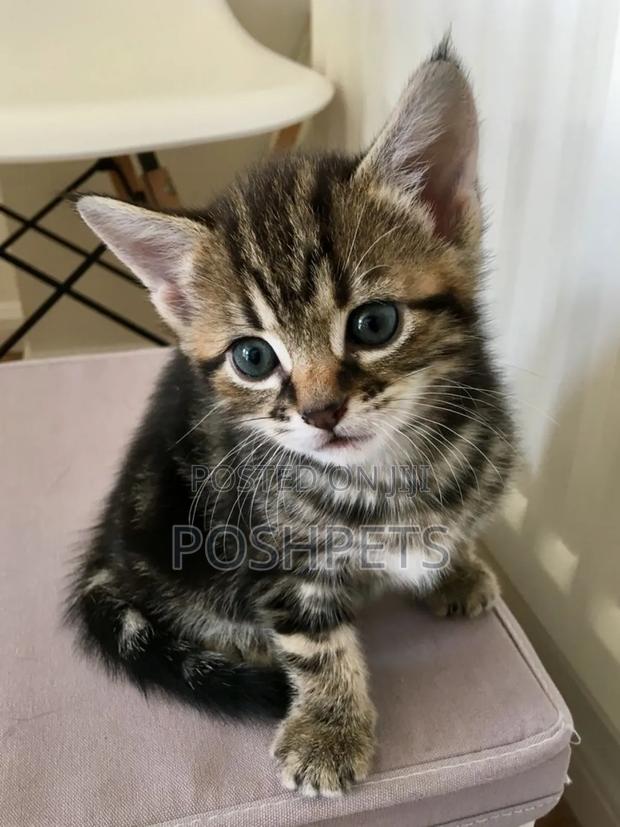 1-3 months Male Mixed Breed Persian - main view