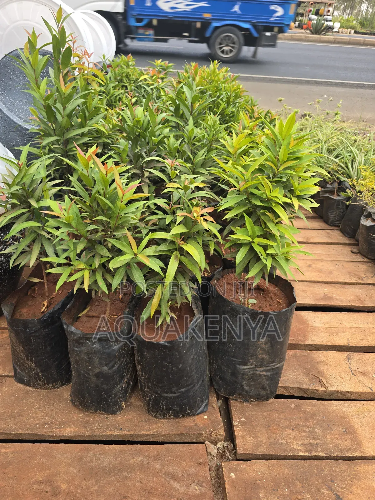 Euginia Plants,Plant Trees