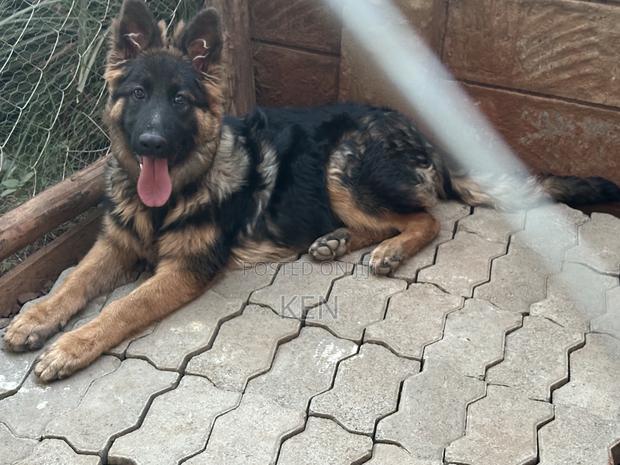 3-6 months Male Purebred German Shepherd - main view