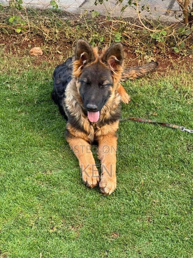 3-6 months Male Purebred German Shepherd - thumbnail 2