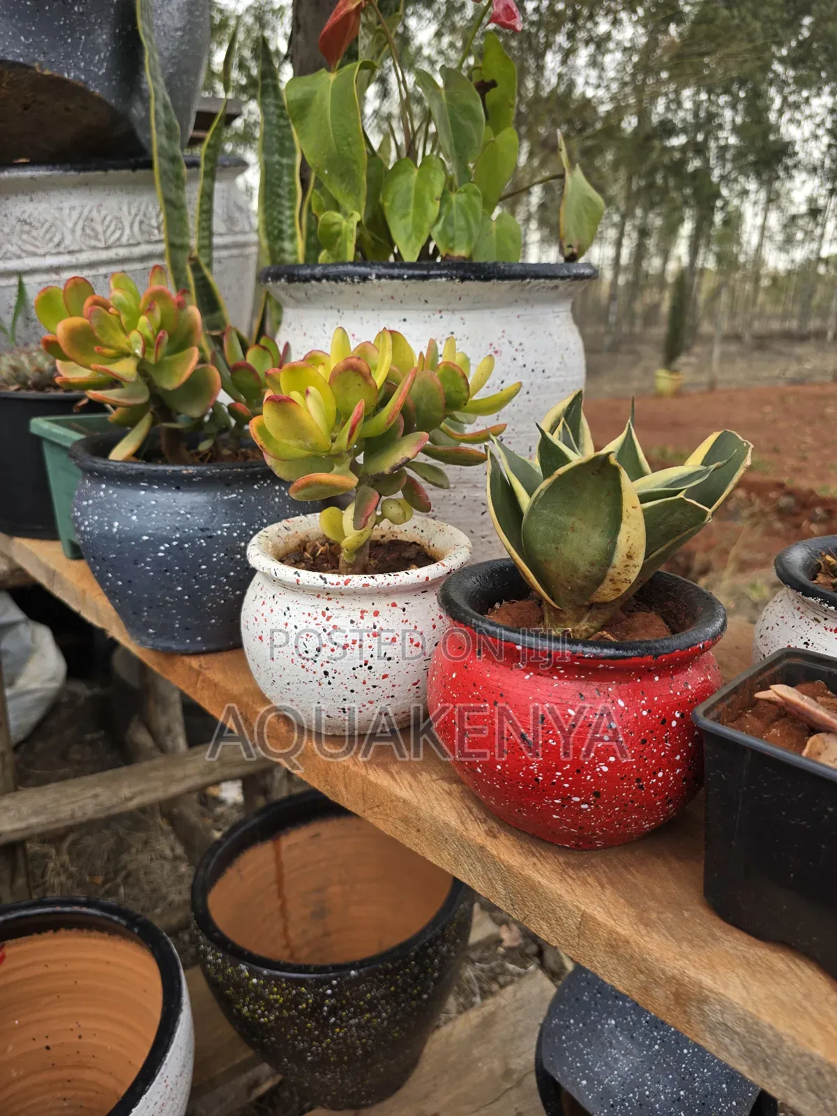 Potted Succulents, Succulents