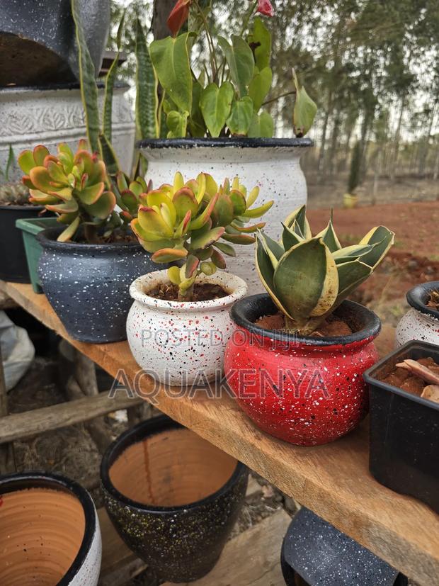 Potted Succulents, Succulents