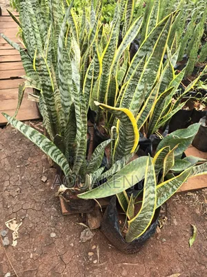 Snake Plants,Airpurifier Plants