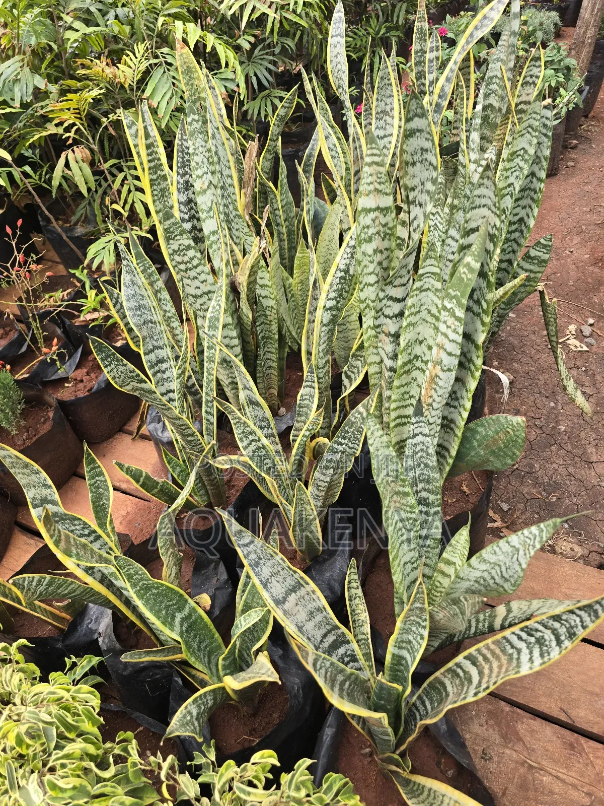 Mother in Laws Tounge Snake Plants,Plants