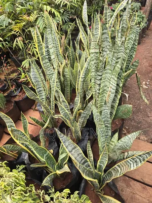 Mother in Laws Tounge Snake Plants,Plants