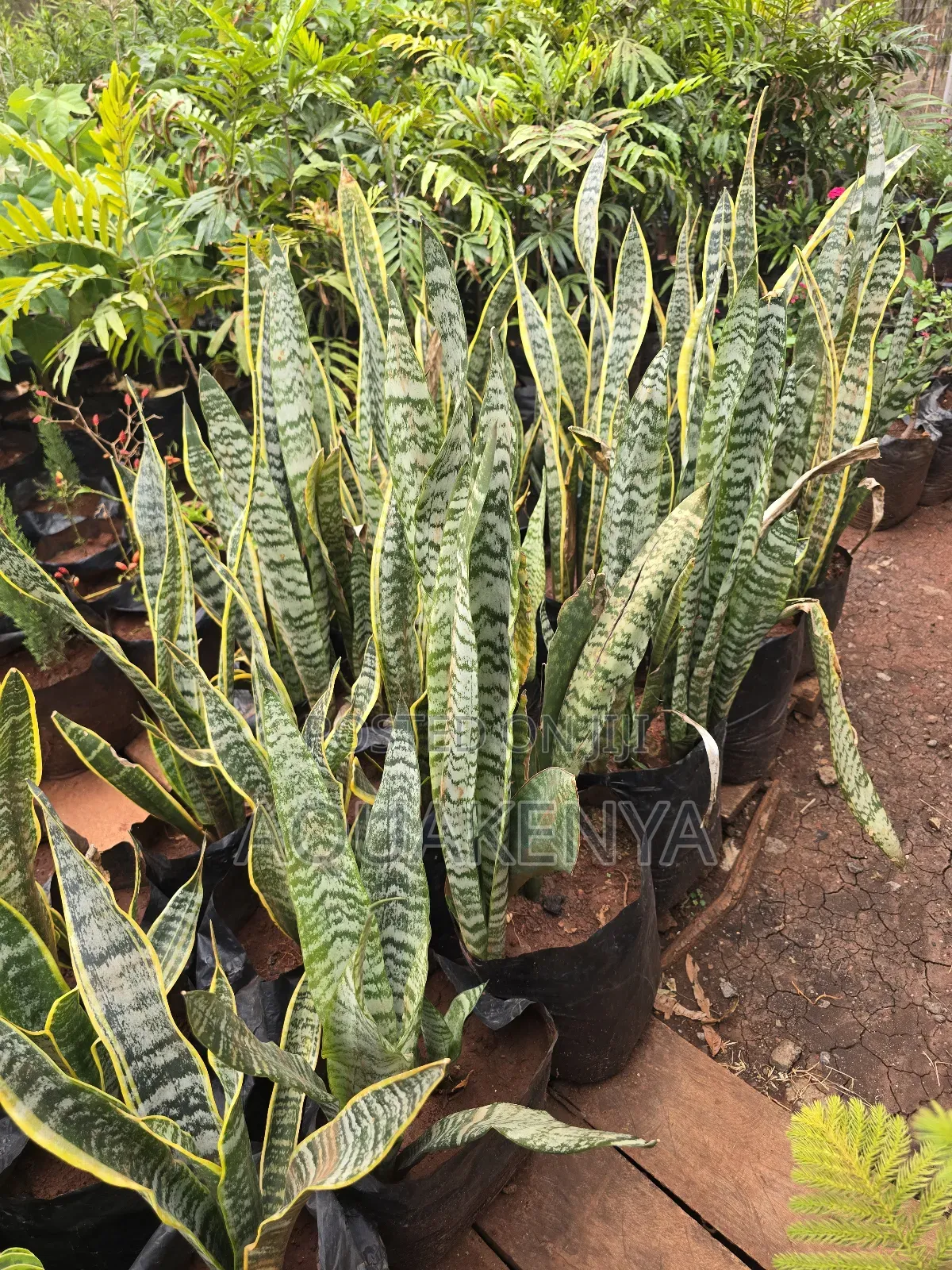 Snake Plants That Release Oxygen at Night,