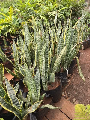 Snake Plants That Release Oxygen at Night,