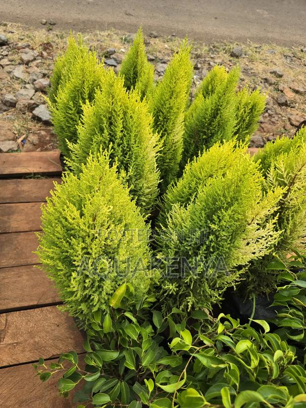 Lemon Cypress Tree,Cypress