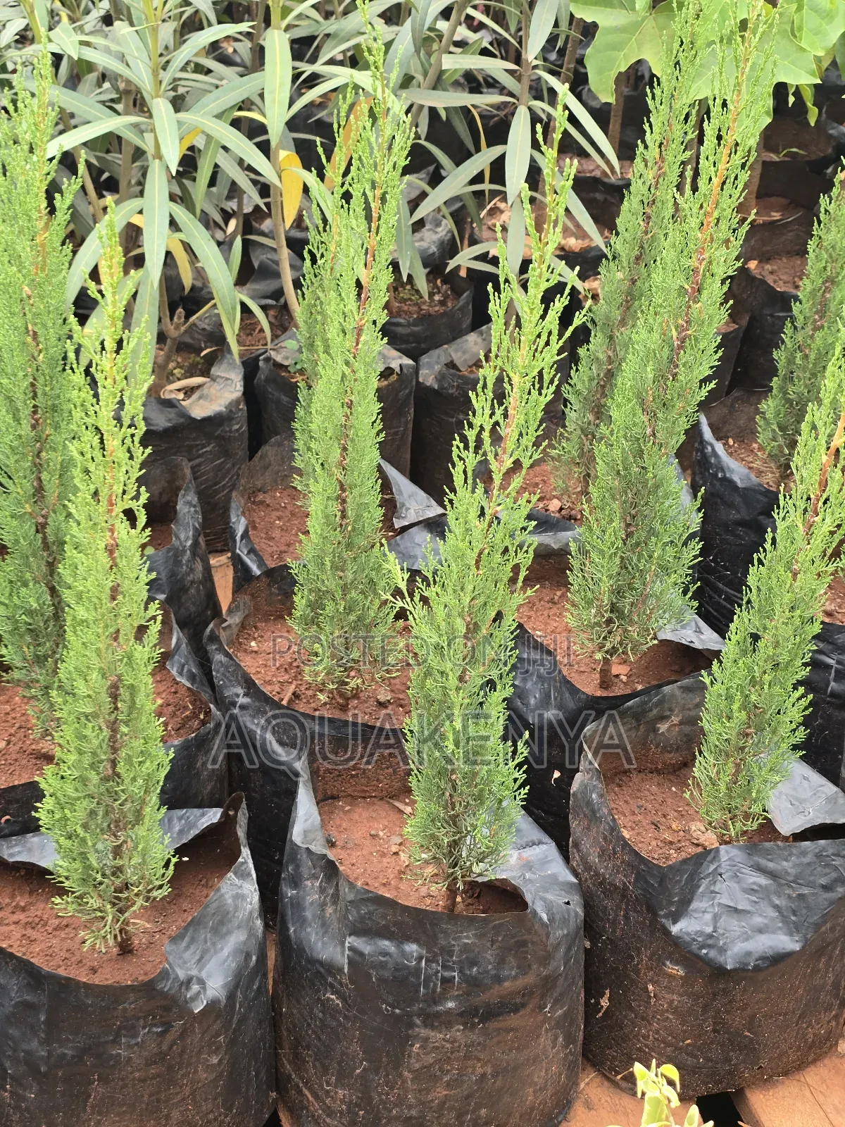 Italian Cypress for Driveways,Cypress