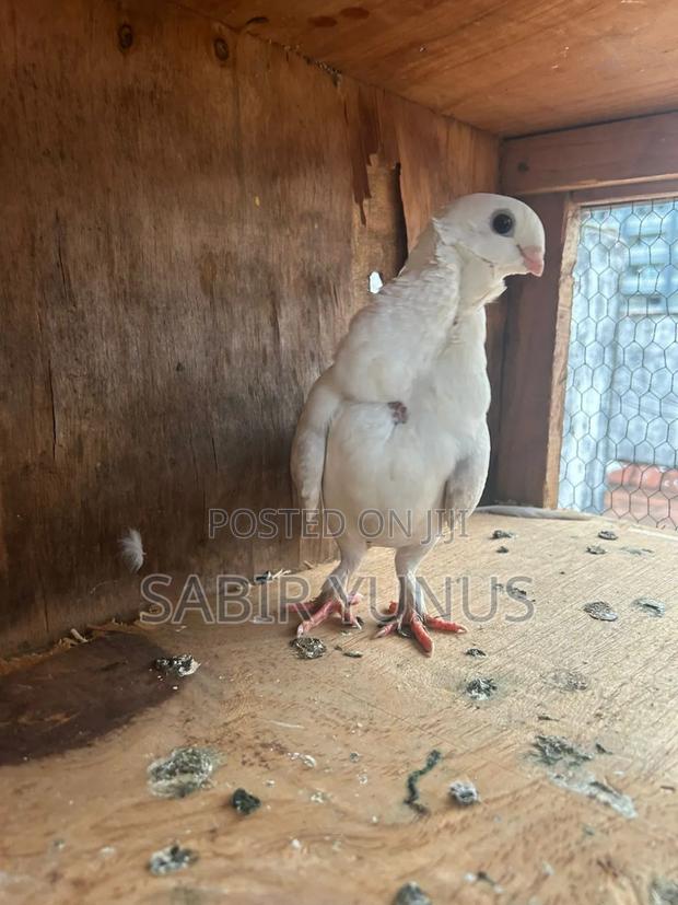 Chinese Mix Breed - main view