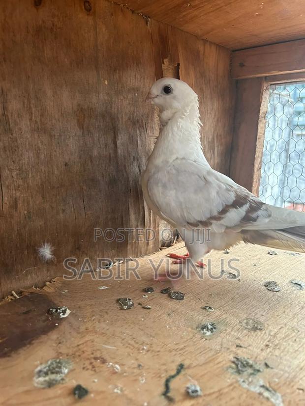 Chinese Mix Breed - thumbnail 3