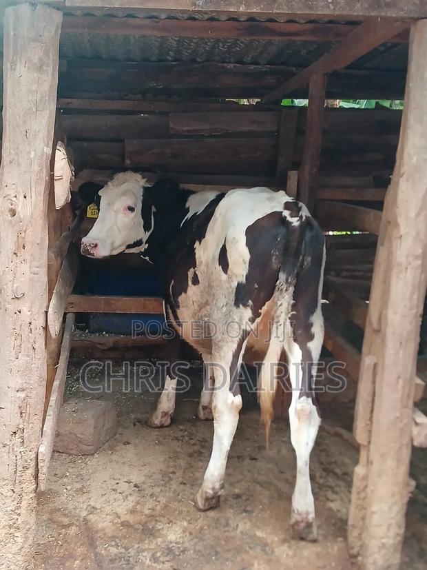 Fleckvie Heifer  - main view