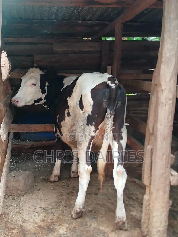 Fleckvie Heifer  - thumbnail 2