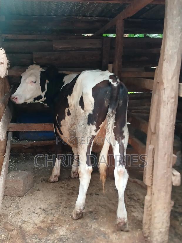 Fleckvie Heifer  - thumbnail 3