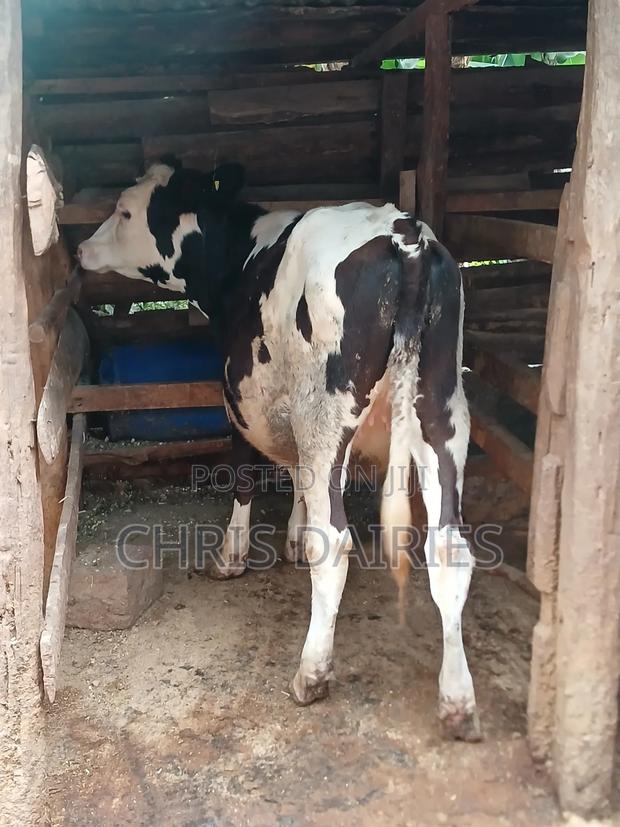 Fleckvie Heifer  - thumbnail 4