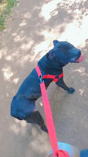 6-12 months Female Purebred American Pit Bull Terrier