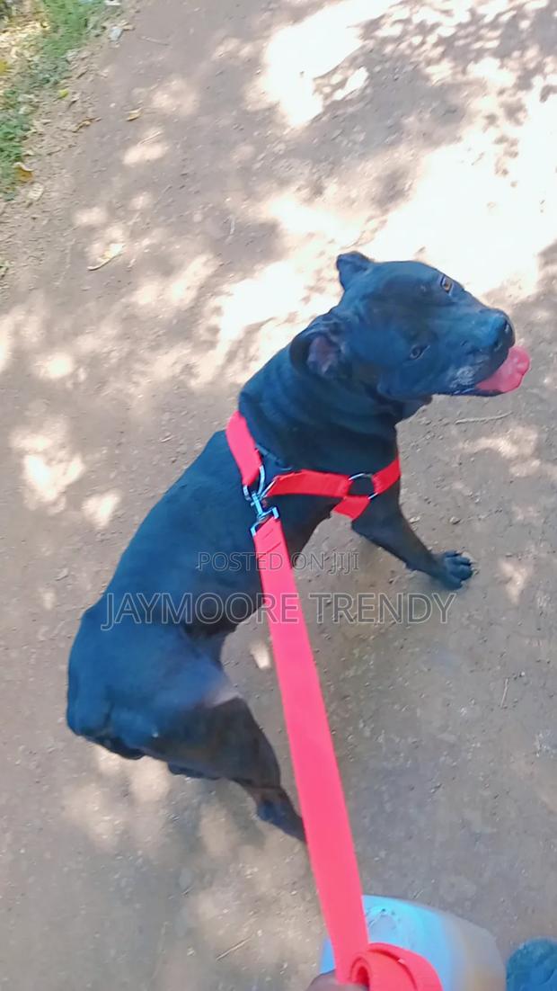 6-12 months Female Purebred American Pit Bull Terrier