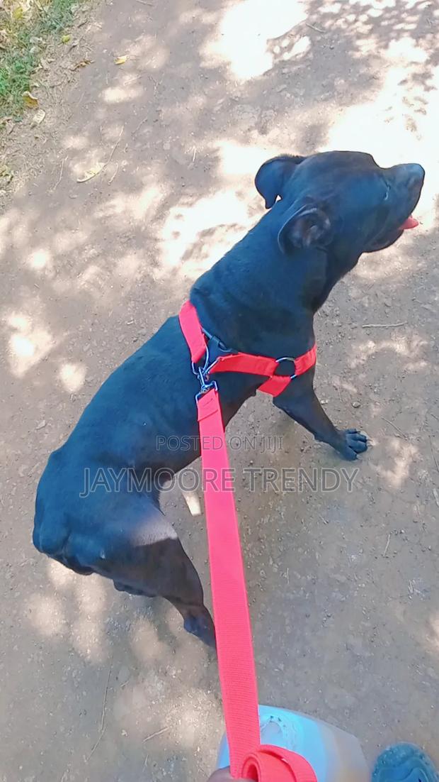 6-12 months Female Purebred American Pit Bull Terrier - thumbnail 2