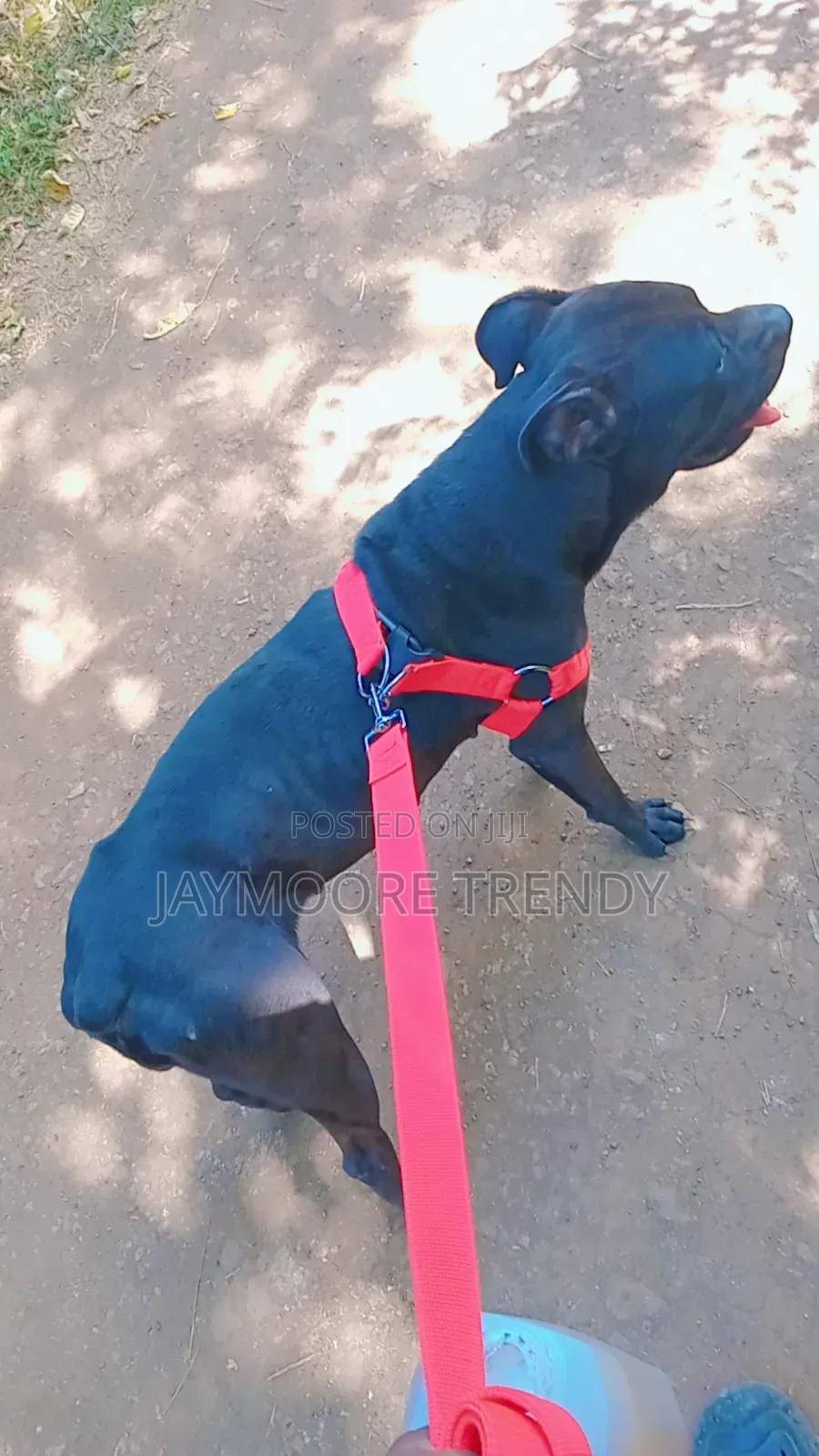 6-12 months Female Purebred American Pit Bull Terrier