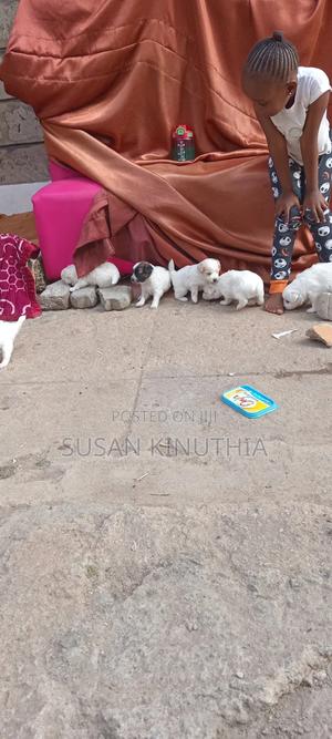 1-3 months Male Mixed Breed Maltese - thumbnail 2