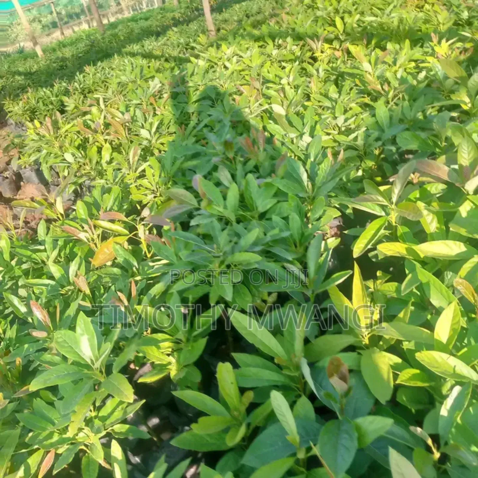 Hass Avocado Seedlings
