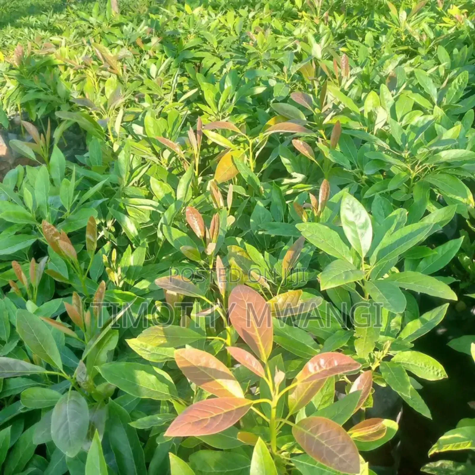 Hass Avocado Seedlings