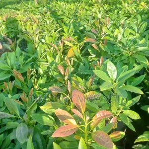 Hass Avocado Seedlings