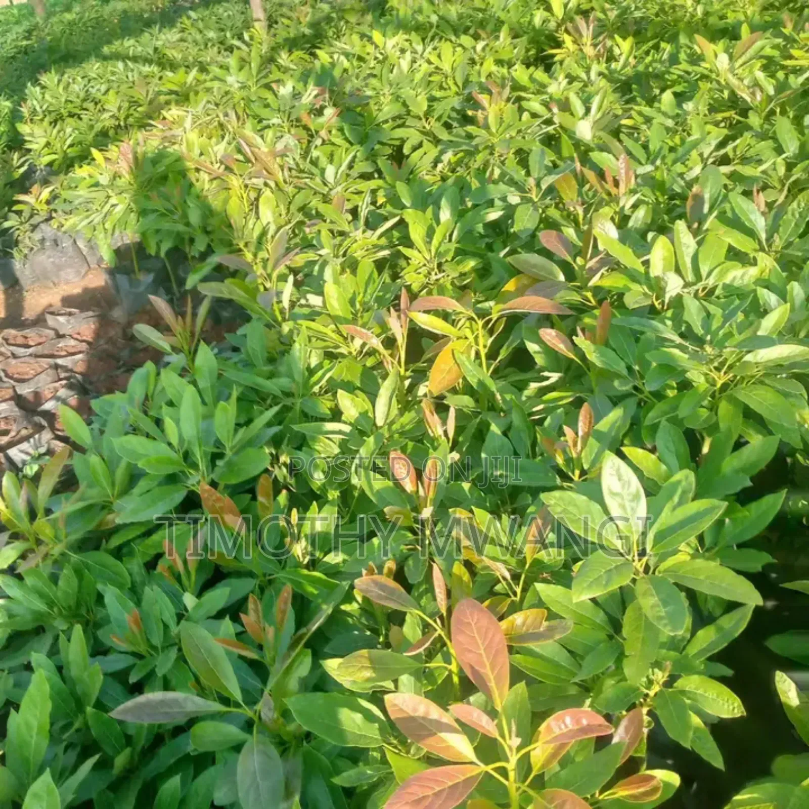 Hass Avocado Seedlings