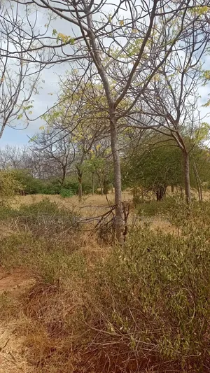 Kitui- Mutomo 50 Acres for Sale