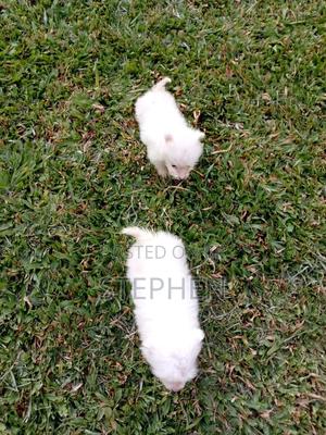 3-6 months Female Purebred Chihuahua