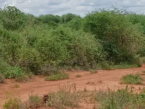 Prime Kitui Land ! Next To Thua River.