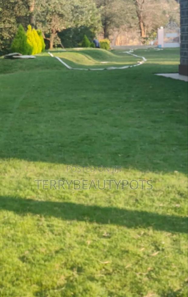 Pemba and Arabic Grass - main view