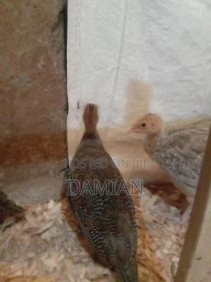 Dotted Kanga Keets - thumbnail 2