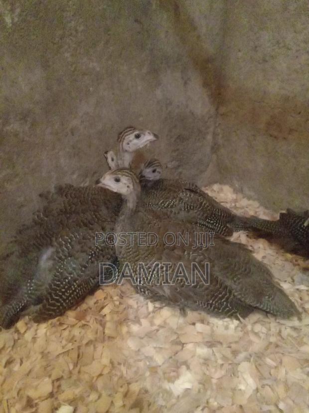 Dotted Kanga Keets - thumbnail 4