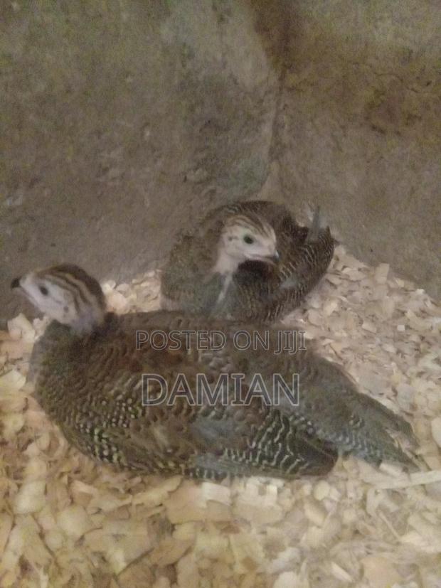 Dotted Kanga Keets - thumbnail 5