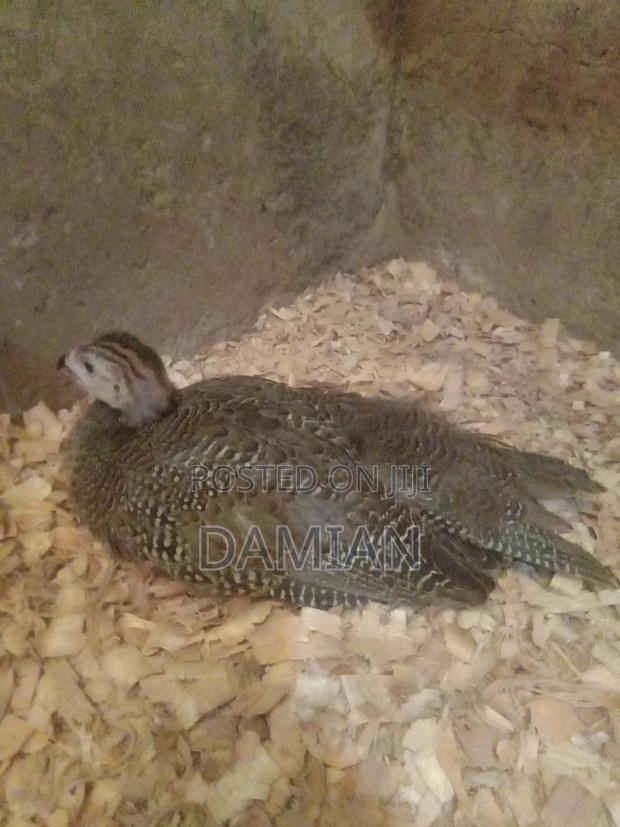 Dotted Kanga Keets - thumbnail 6