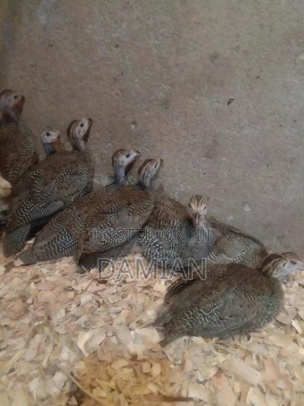 Dotted Kanga Keets - thumbnail 7