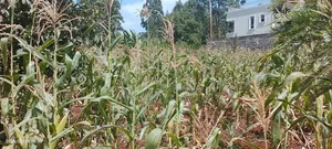 Quarter Acre Residential Plot Waguthū Kiambu