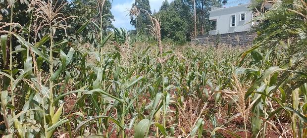 Quarter Acre Residential Plot Waguthū Kiambu