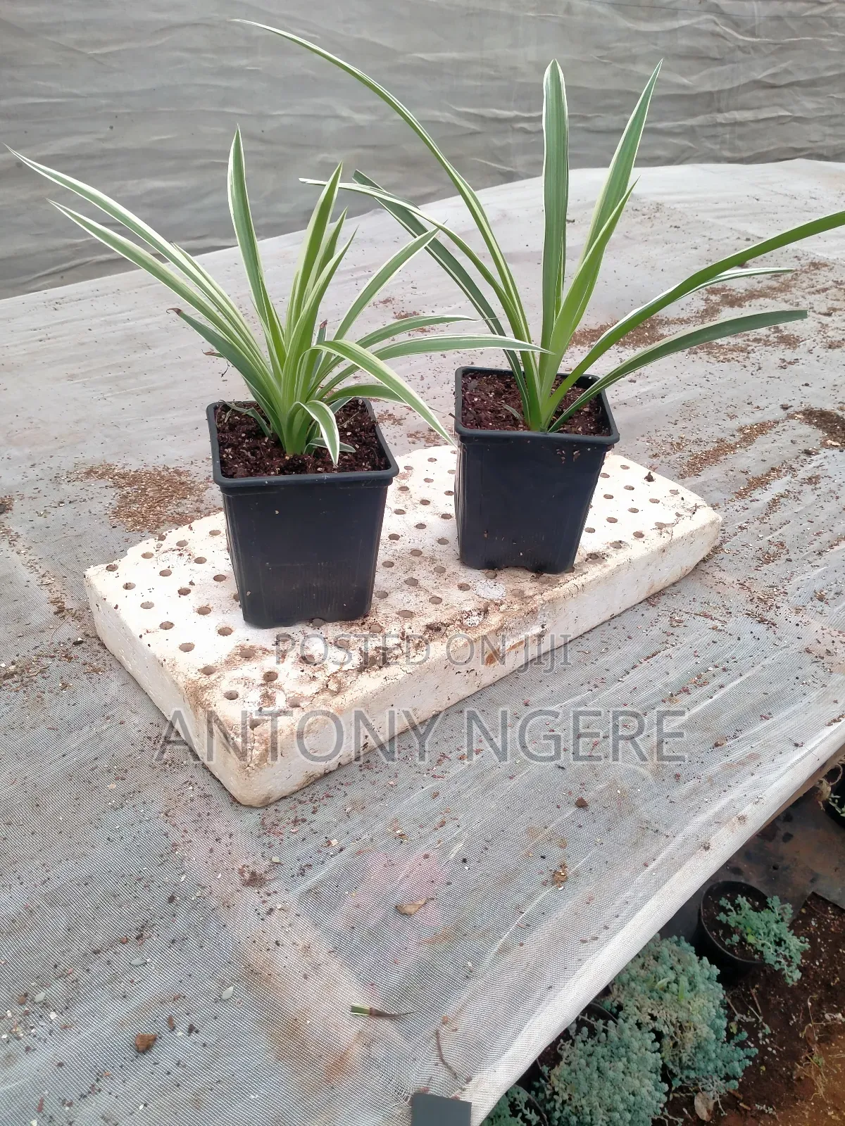 Spider Plant