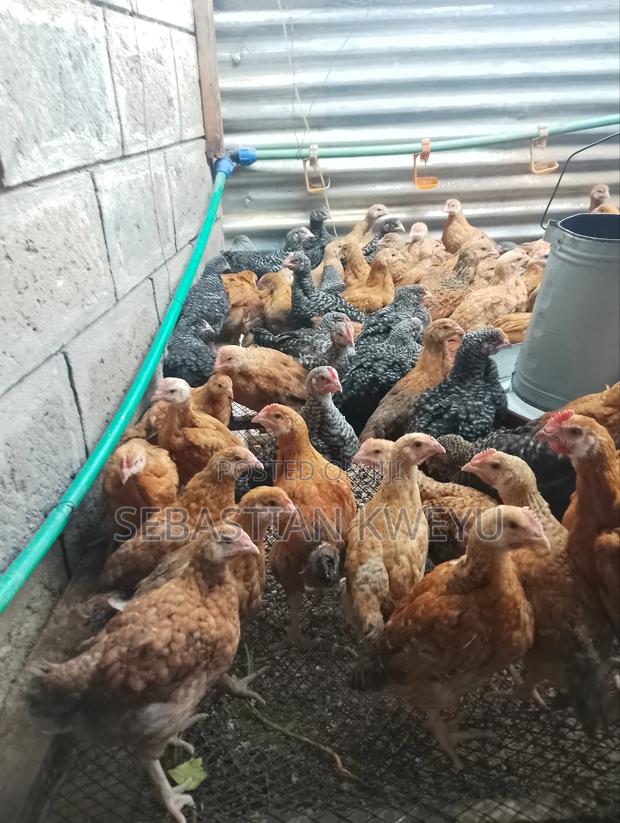 Kienyeji Chicks - main view