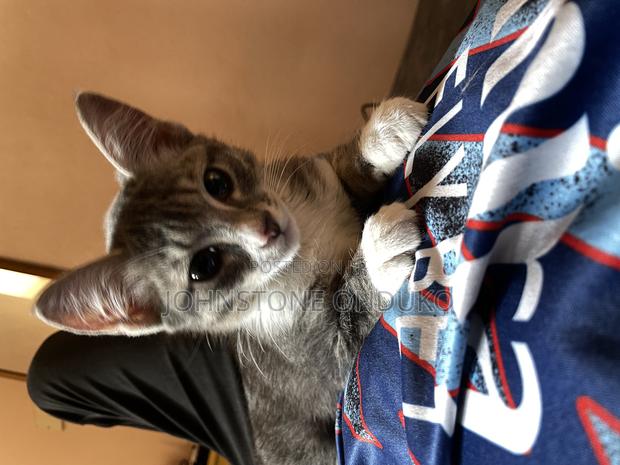 1-3 months Female Purebred Tabby - thumbnail 8