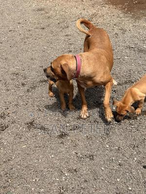 1-3 months Female Purebred Boerboel - main view