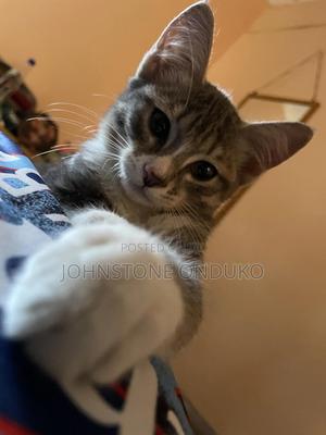 1-3 months Female Purebred Tabby - thumbnail 2