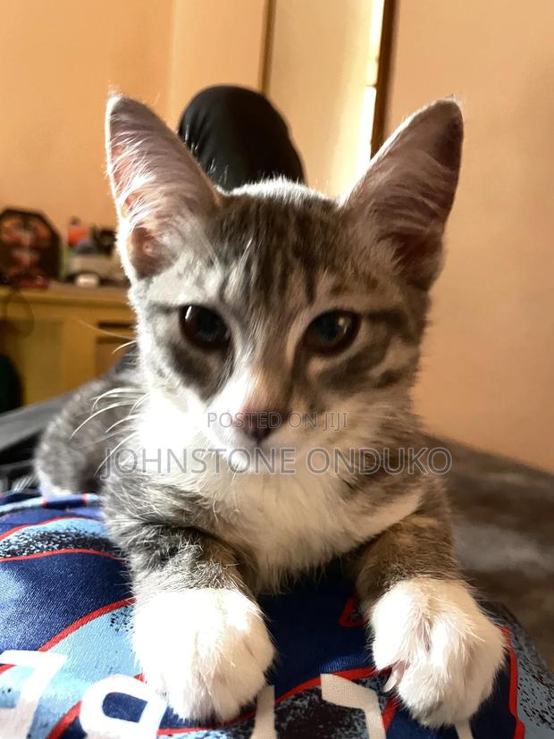 1-3 months Female Purebred Tabby - thumbnail 6