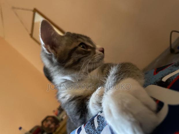 1-3 months Female Purebred Tabby - thumbnail 7