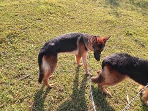 6-12 months Female Purebred German Shepherd - thumbnail 2