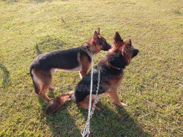 6-12 months Female Purebred German Shepherd - thumbnail 3