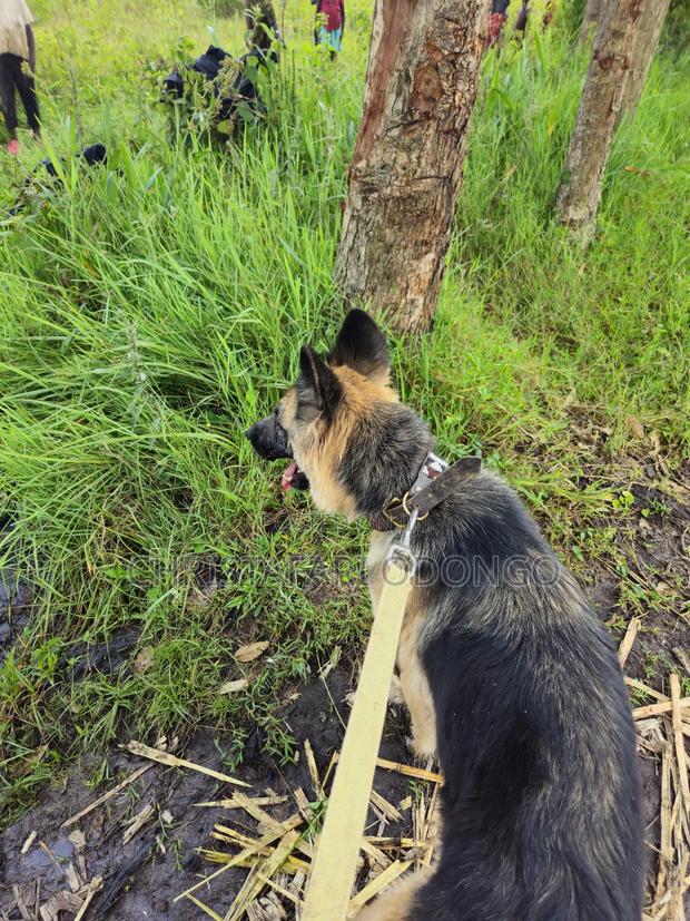 6-12 months Female Purebred German Shepherd - thumbnail 5