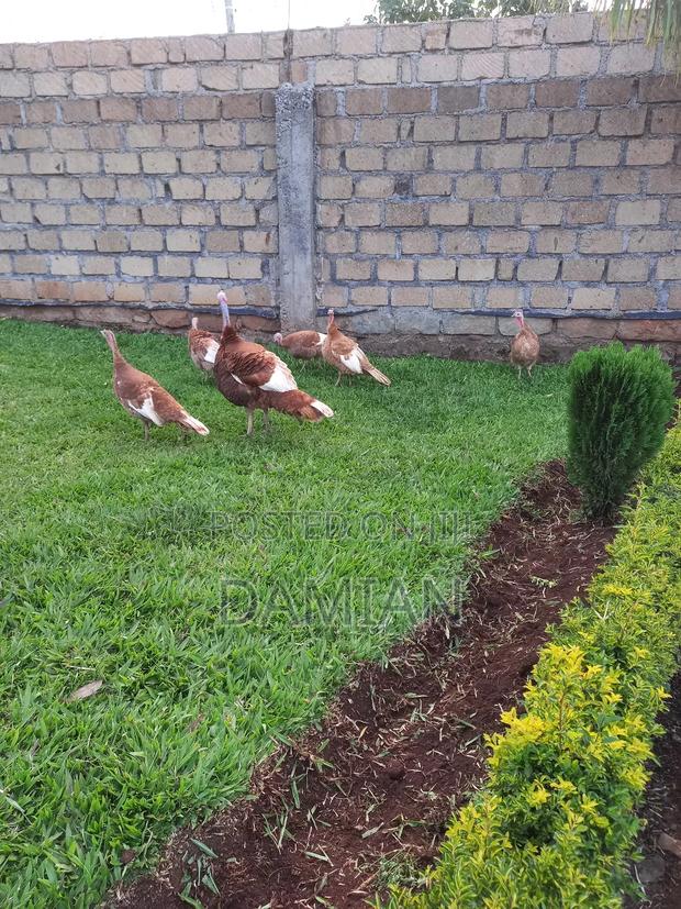 Red Bourbon Poults - thumbnail 4